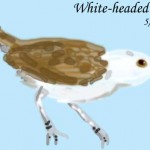 white-headed-wren